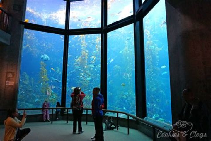 What aquarium was Finding Dory based on? – Celebrity