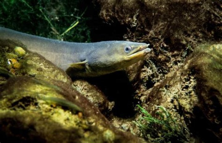 What are baby eels? – Celebrity