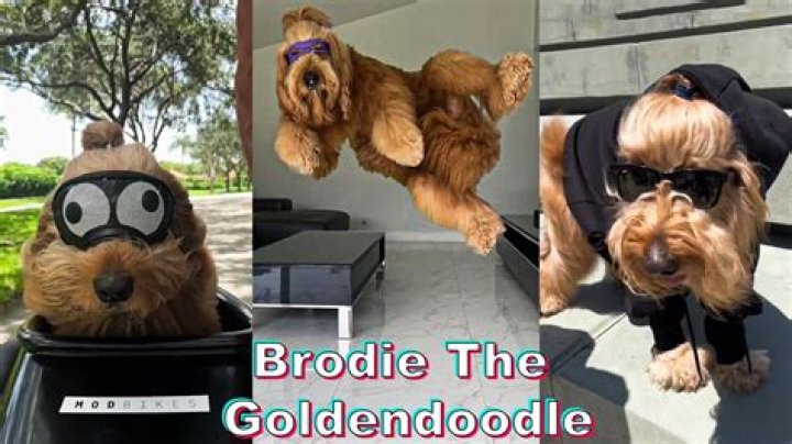 What could Brodie That Dood buy with $8.7 million?