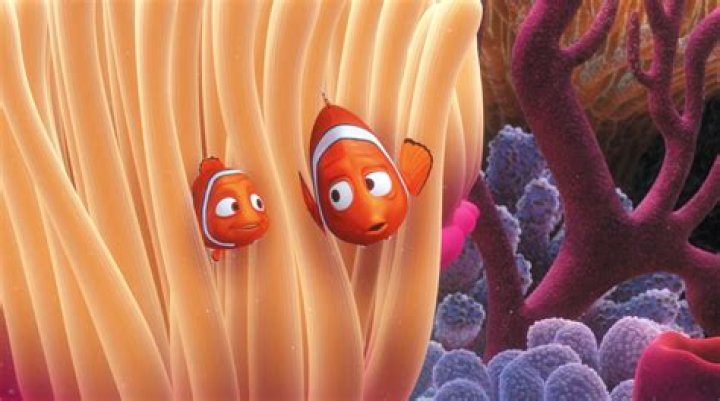 Where is Marlin and Nemo’s home? – Celebrity