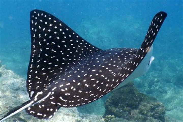 Who is the Manta Ray in Finding Nemo? – Celebrity